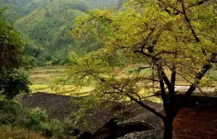 尤溪龙门银杏林