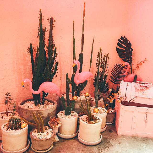 pink planter café
