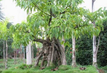 阳光盆景园(黔桂万峰城店)