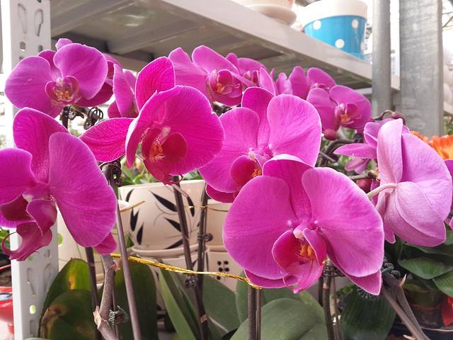 锦绣盛龙花卉文宠市场(复兴商贸城店)