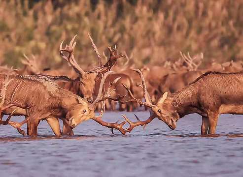 石首麋鹿国家级自然保护区旅游景点图片