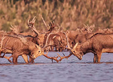 石首麋鹿国家级自然保护区