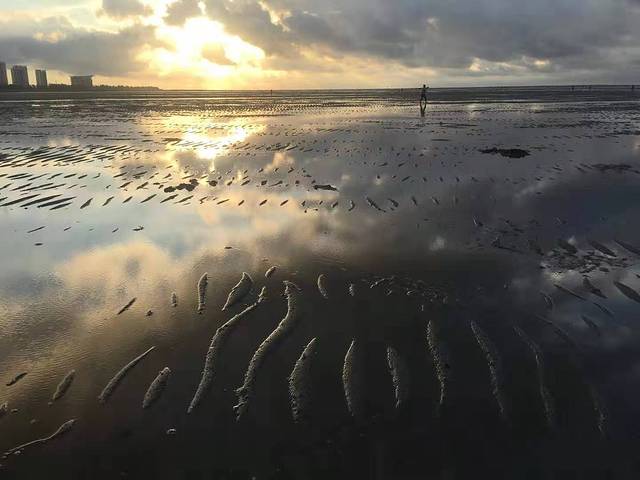 红树林拾贝赶海