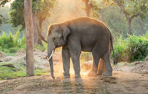 泰国大象之家的图片