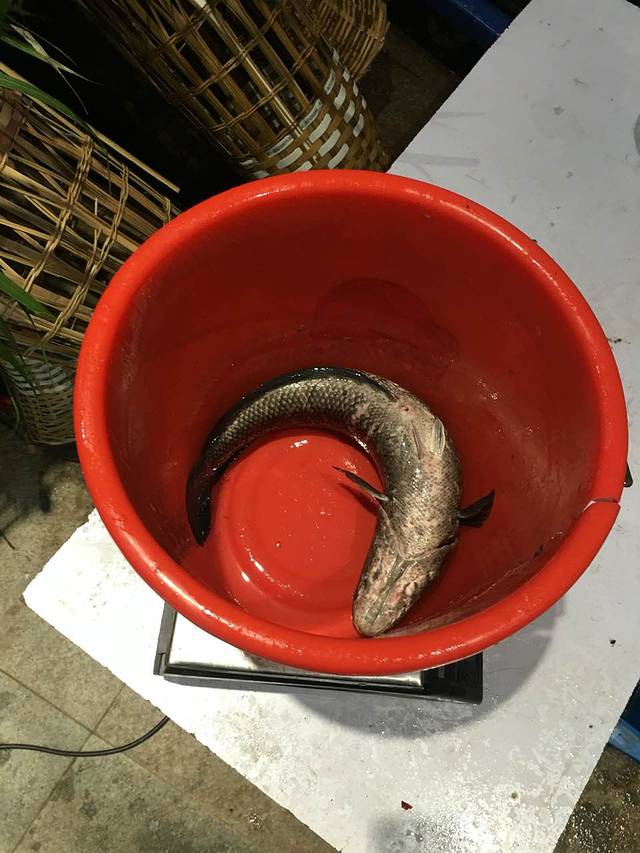 捉鱼吃酸菜鱼(永隆金街店)