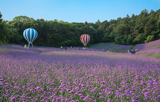 谷里薰衣草庄园旅游景点图片