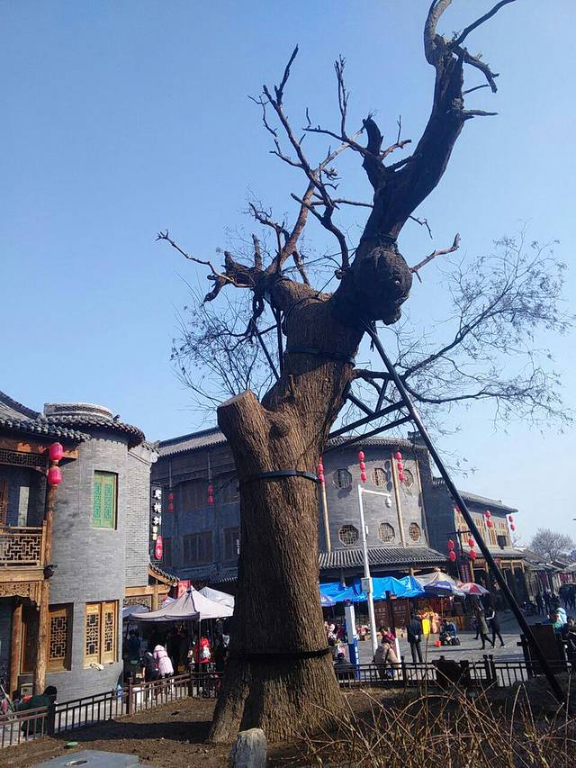 老槐树煎包(老店)