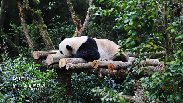 熊猫谷旅游景点图片