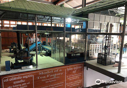 锡兰茶博物馆旅游景点图片