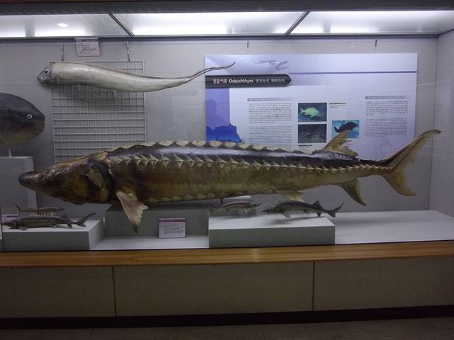 釜山海洋自然史博物馆