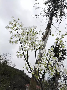 三台梨花乡村旅游景区