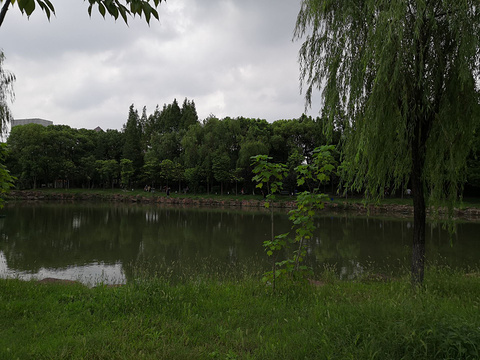 大宁郁金香公园-荷花池旅游景点图片