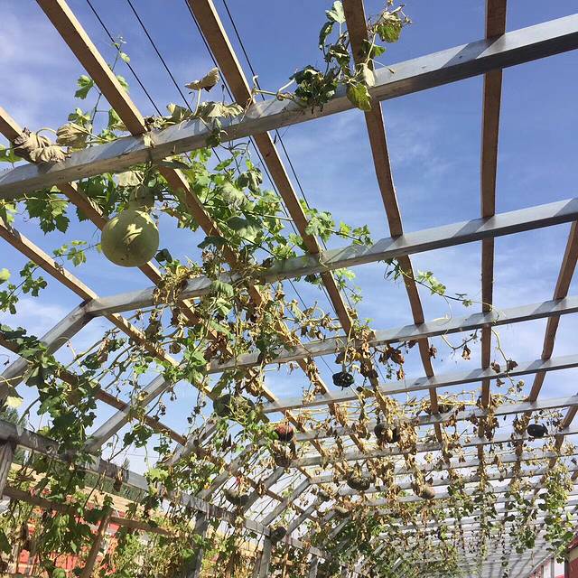 刘洪宇村生态园