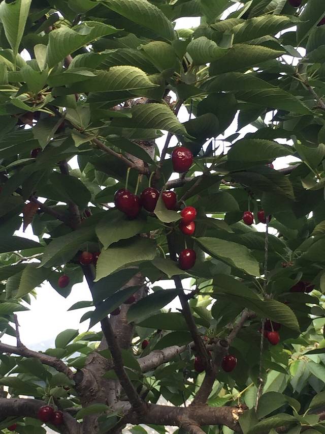 凤凰岭樱桃生态园