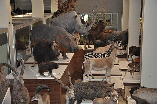 动物学博物馆旅游景点图片
