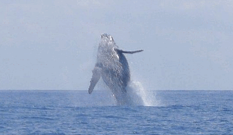 Safari Baleine