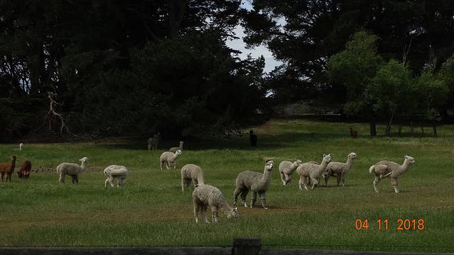 索芙特羊驼牧场