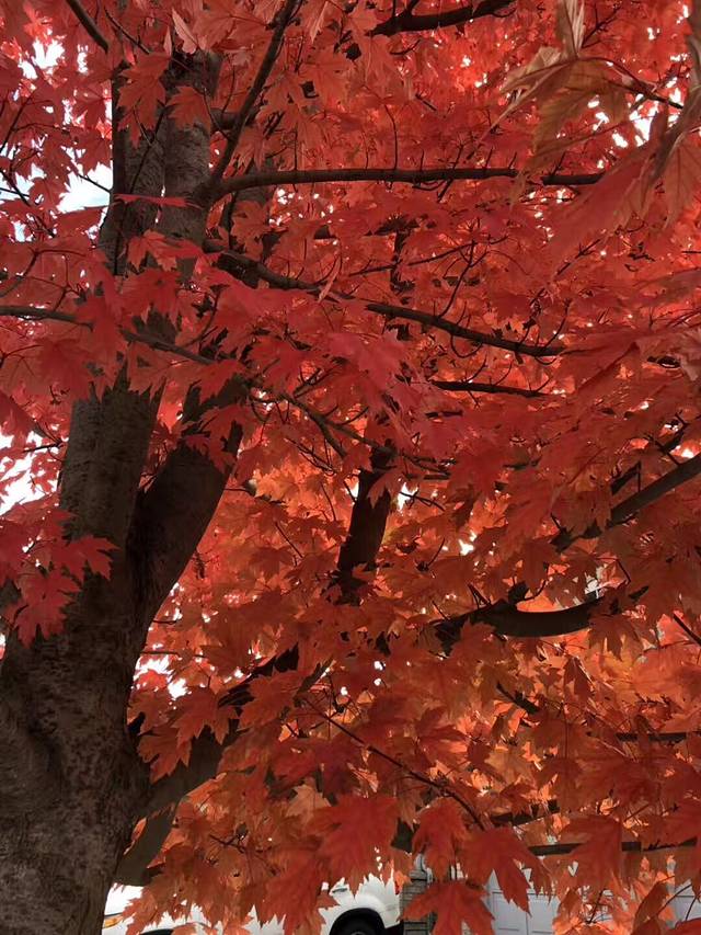 红茶沟国家森林公园