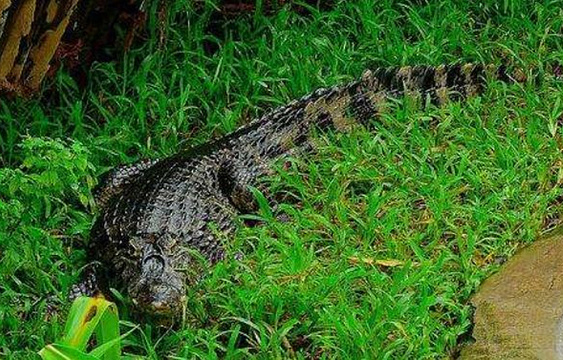 兰卡威鳄鱼公园旅游景点图片