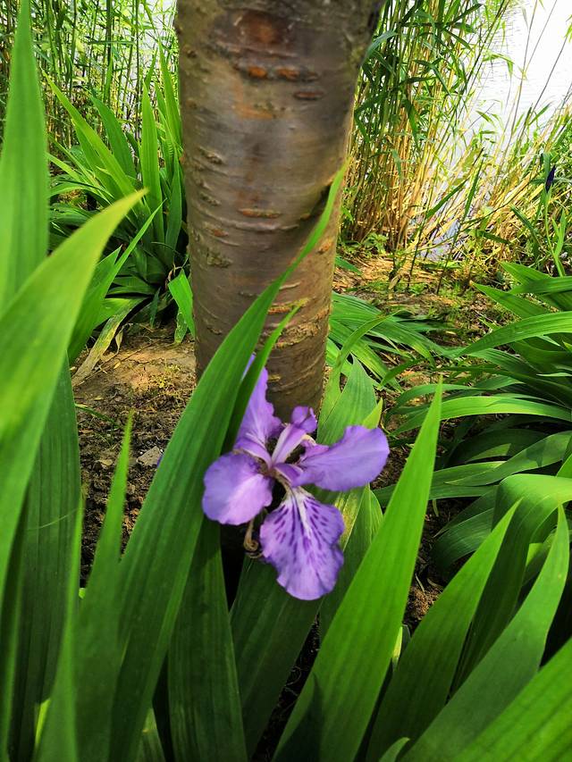 凤凰塘桥香薰山谷