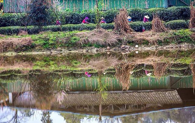 红草坪万亩观光茶园