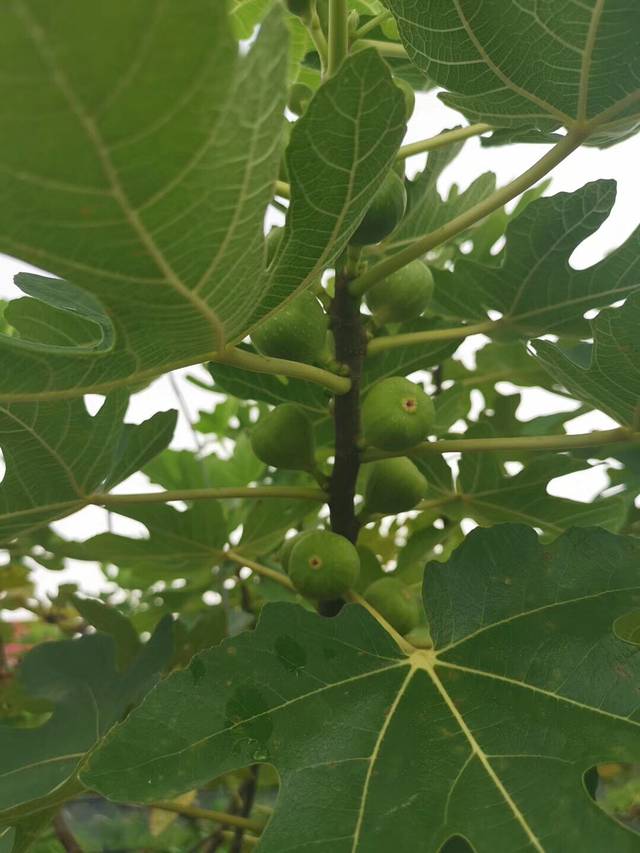 庆丰无花果农场
