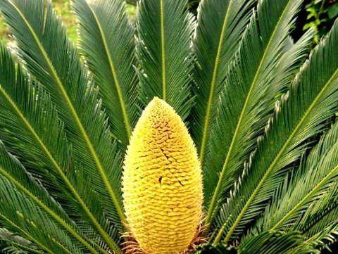 攀枝花苏铁自然保护区