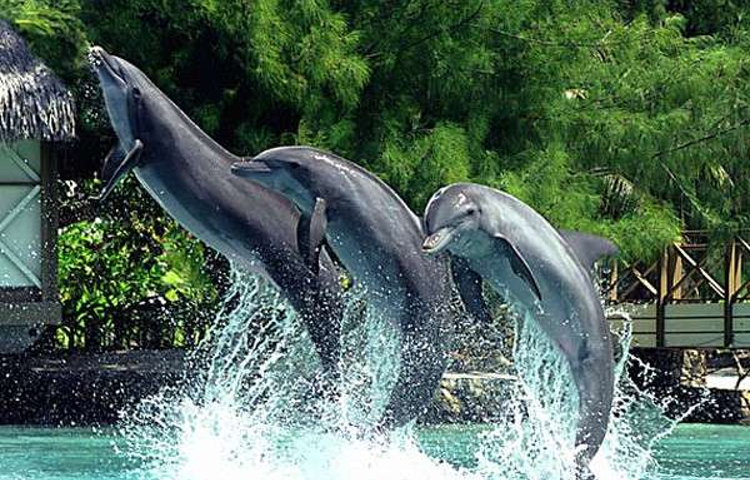 茉莉雅岛海豚中心