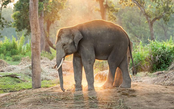 泰国大象之家旅游景点图片