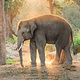 泰国大象之家