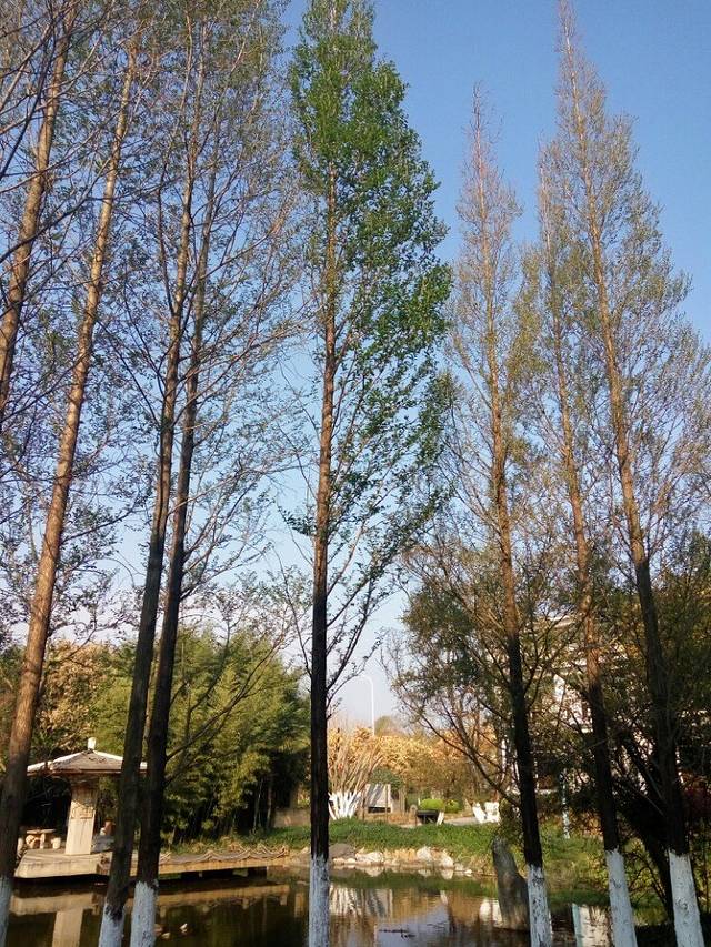 昆明怡景园度假酒店餐厅