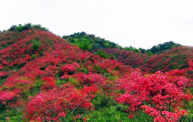 大幕山森林公园