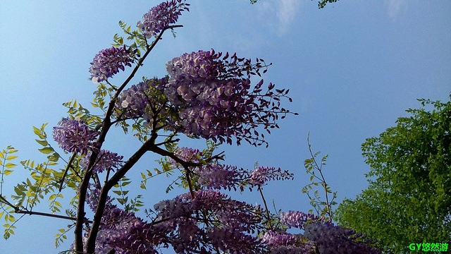 紫藤公园旅游景点图片