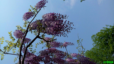 紫藤公园的图片
