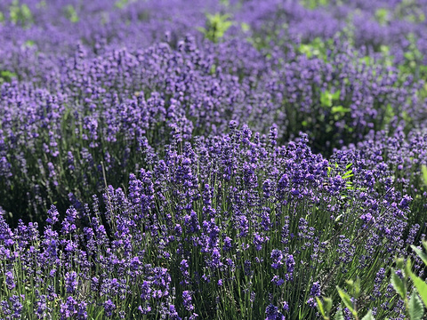 紫霞仙子薰衣草园的图片
