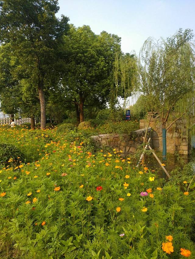 中日樱花友谊林