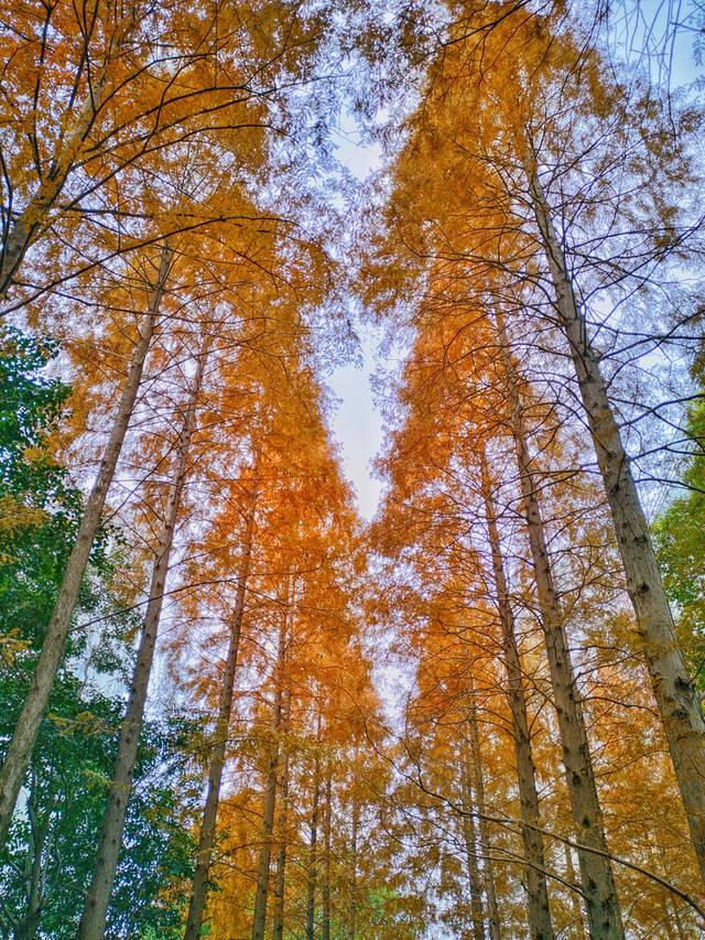 世博公园-观江挑台