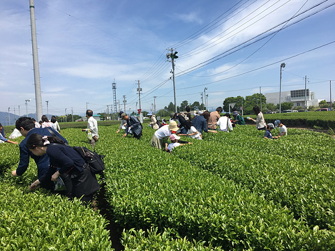 茶之乡博物馆