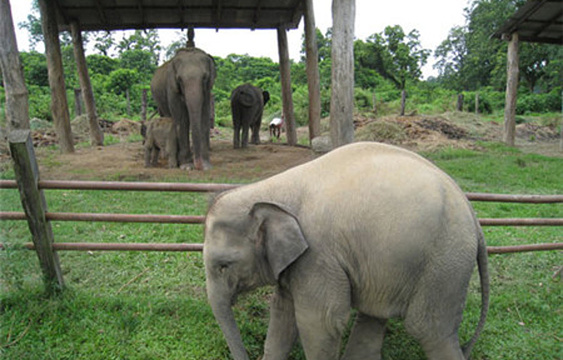 大象饲养中心旅游景点图片