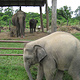 大象饲养中心