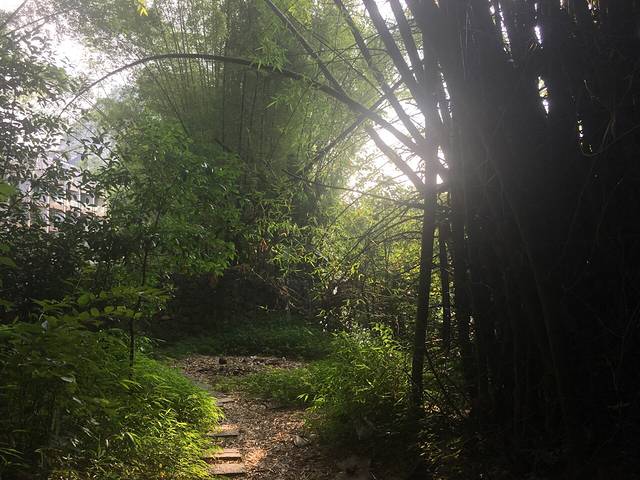 大榕树景区-刘三姐故居