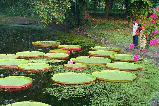 加尔各答植物园旅游景点图片