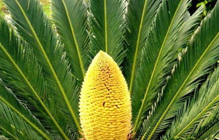 攀枝花苏铁自然保护区