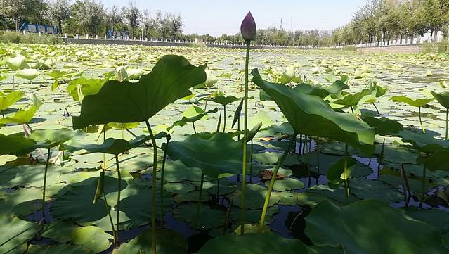 茌平金牛湖国家湿地公园