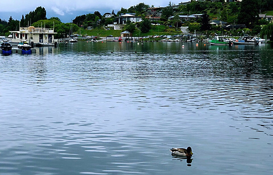 Learn to Fly NZ 瓦纳卡飞机训练营旅游景点图片