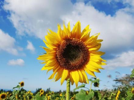 金京淑向日葵田