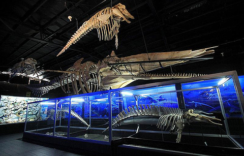 D' Bone Collector Museum的图片