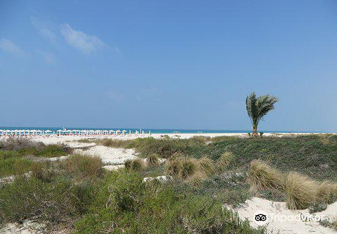 Saadiyat Public Beach的图片