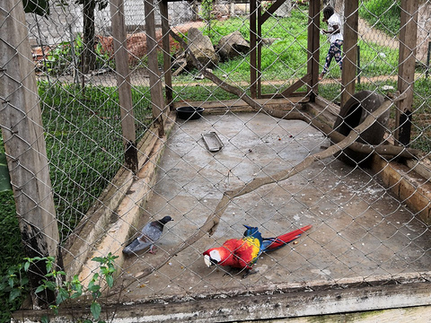 Mvog-Betsi 动物园旅游景点图片