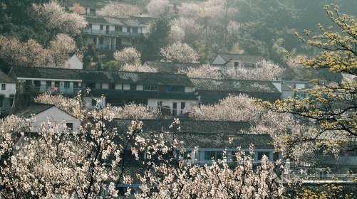 榧王村民委员会